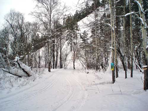 В зимнем лесу рядом с Железногорском